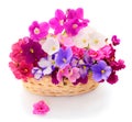 Violets beautiful flowers in basket Royalty Free Stock Photo