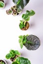 Saintpaulia african violets cutting with sprouts  around white background. presentation at windowsill. trend international hobby Royalty Free Stock Photo