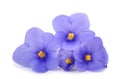 Saintpaulia African violets Royalty Free Stock Photo