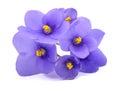 Saintpaulia African violets Royalty Free Stock Photo