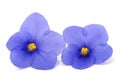 Saintpaulia (African violets Royalty Free Stock Photo