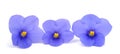 Saintpaulia (African violets) Royalty Free Stock Photo