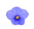 Saintpaulia (African violets) Royalty Free Stock Photo