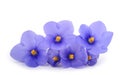 Saintpaulia African violets Royalty Free Stock Photo