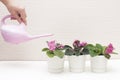 Saintpaulia African violets. Transplanting plants , watering , white background Royalty Free Stock Photo