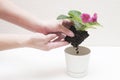 Saintpaulia African violets. Transplanting plants , watering , white background Royalty Free Stock Photo