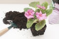 Saintpaulia African violets. Transplanting plants , watering , white background Royalty Free Stock Photo