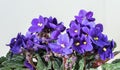 Saintpaulia ionantha. Blue African violet bloom and green leaf. Blooming floral pot, light background. Royalty Free Stock Photo