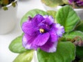 Saintpaulia or uzambara violet of violet color with fluffy green leaves around. Beautiful purple terry flower. Numerous