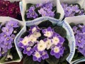 Saintpaulia uzambara violet on store shelf