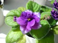 Saintpaulia or uzambara violet of violet color with fluffy green leaves around. Beautiful purple terry flower. Numerous thin villi Royalty Free Stock Photo