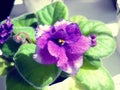 Saintpaulia or uzambara violet of violet color with fluffy green leaves around. Beautiful purple terry flower.