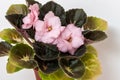 Saintpaulia varieties EC - Apricot Chiffon E.Korshunova with beautiful pink flowers. Close-up.