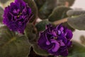 Saintpaulia varieties EC-Black Pearl E.Korshunova with beautiful dark purple flowers. Close-up