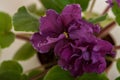 Saintpaulia varieties EC - Bullfight Gold E.Korshunova with beautiful dark maroon flowers. Close-up.