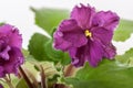 Saintpaulia varieties EC - Bullfight Gold E.Korshunova with beautiful dark maroon flowers. Close-up.