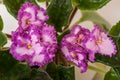 Saintpaulia varieties Lyon's Pirates Treasure with beautiful pink flowers a red border. Close-up.