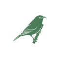 Saira Amarela bird vector illustration. Saira Amarela bird logo design concept template. Creative symbol