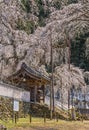 Japanese Yakuimon gate of Seiunji Temple overlooked by weeping cherry blossoms trees in bloom.