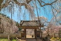 Magnificient weeping cherry blossoms overlooking Buddhist Seiunji Temple in full spring.