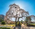 Splendid shidarezakura weeping cherry tree at Chichibu Chosen-in Buddhist temple.