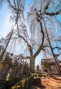 Statues of Jizo bodhisattva deities covered by moss overlooked by a japanese cherry blossoms.