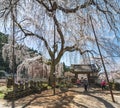 Giant weeping cherry tree overlooking statues of Jizo bodhisattva in the Buddhist Seiunji Temple.