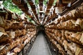 SAITAMA, JAPAN - JULY 3, 2019: The tunnel of wooden plaques or Ema at Kawagoe Hikawa Shrine.