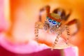 Saitis Barbipes mediterranean jumping spider