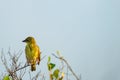 Sakalava weaver perched on a branch