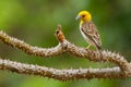 Sakalava Weaver, Ploceus sakalava