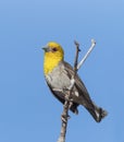 Sakalavawever, Sakalava Weaver, Ploceus sakalava