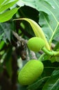 Bread Fruit, Bread Nut Royalty Free Stock Photo