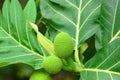 Bread Fruit, Bread Nut Royalty Free Stock Photo