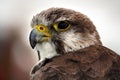 Saker Falcon Royalty Free Stock Photo