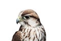 Saker Falcon