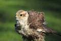 Saker falcon