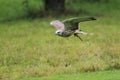 Saker falcon Royalty Free Stock Photo