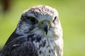 Saker falcon Royalty Free Stock Photo