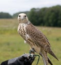 Saker falcon Royalty Free Stock Photo