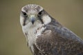 Saker Falcon Royalty Free Stock Photo