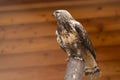 Saker falcon Royalty Free Stock Photo