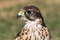 Saker falcon closeup of the head Royalty Free Stock Photo