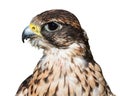 Saker falcon closeup isolated on white Royalty Free Stock Photo