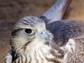 Saker falcon closeup portrait Royalty Free Stock Photo