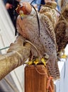 Saker Falcon with a eye mask on its head Royalty Free Stock Photo