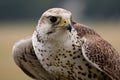 Saker falcon face Royalty Free Stock Photo