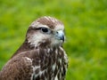 Saker falcon, face profile. Bird of prey.