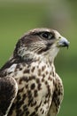 Saker Falcon (Falco cherrug) Royalty Free Stock Photo