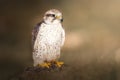 Saker falcon Royalty Free Stock Photo